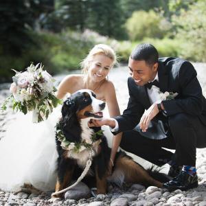Dog at Wedding