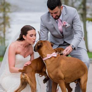 Dogs at Wedding