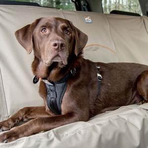 Labrador on Car Seat