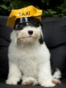 Who Called for a Cab