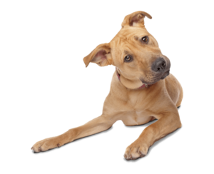 Confused Dog