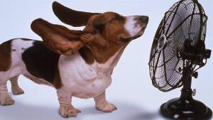 Dog Cooling Off