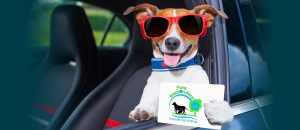dog-in-car-holding-furs-responders-card