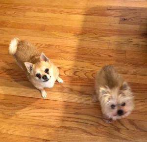 Sadie and Stella